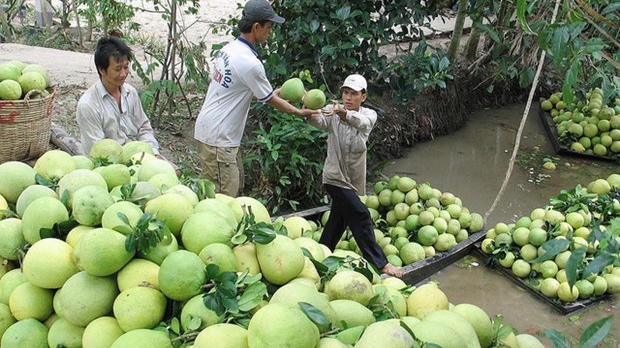 Vietnamese pomelo has large potential for export